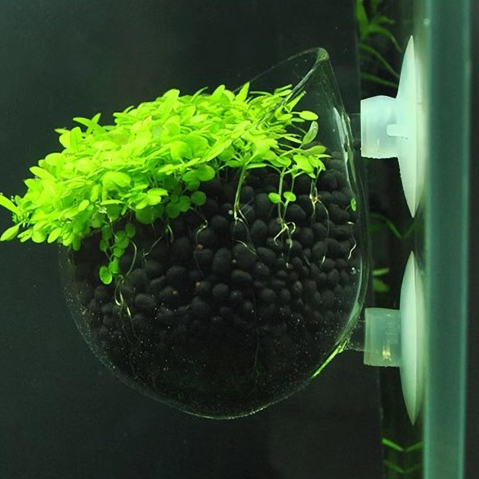 Aquarium Plant Dip - Soporte para Plantas de Acuario, Maceta