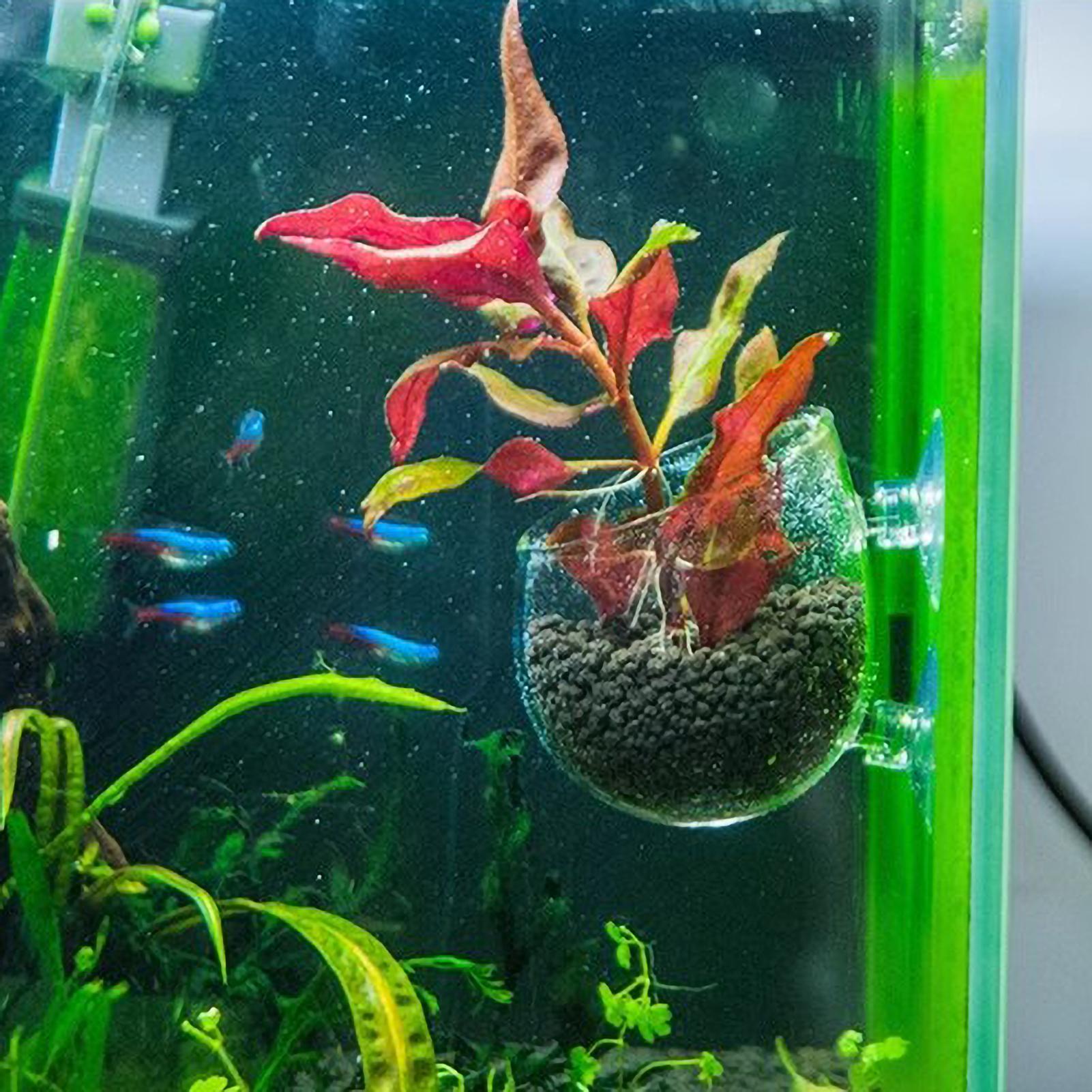 Soporte para Plantas de Acuari - Aquarium Plant Dip reseña y precio