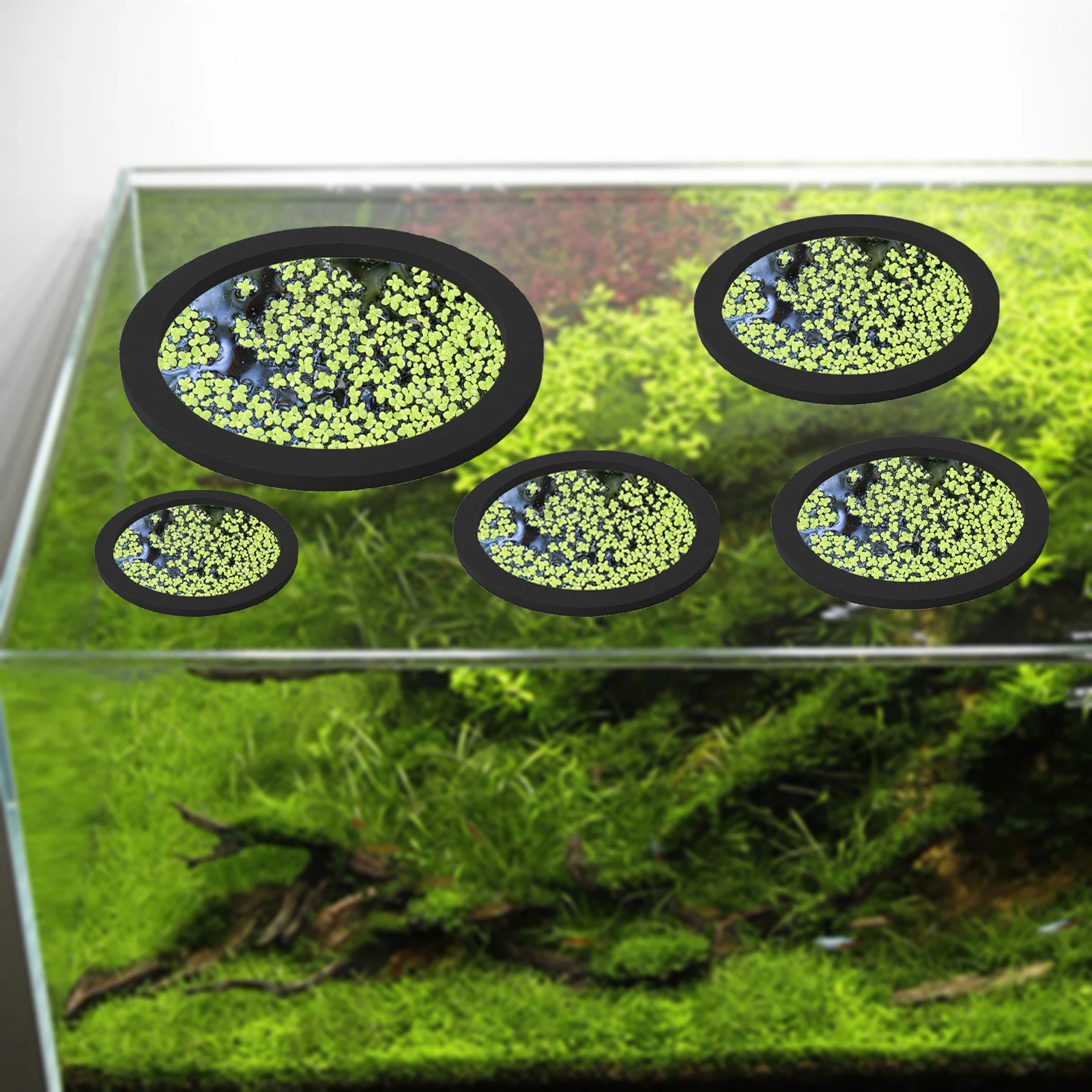 5 uds EVA anillo de alimentaci - Aquarium Planted Fish reseña y precio