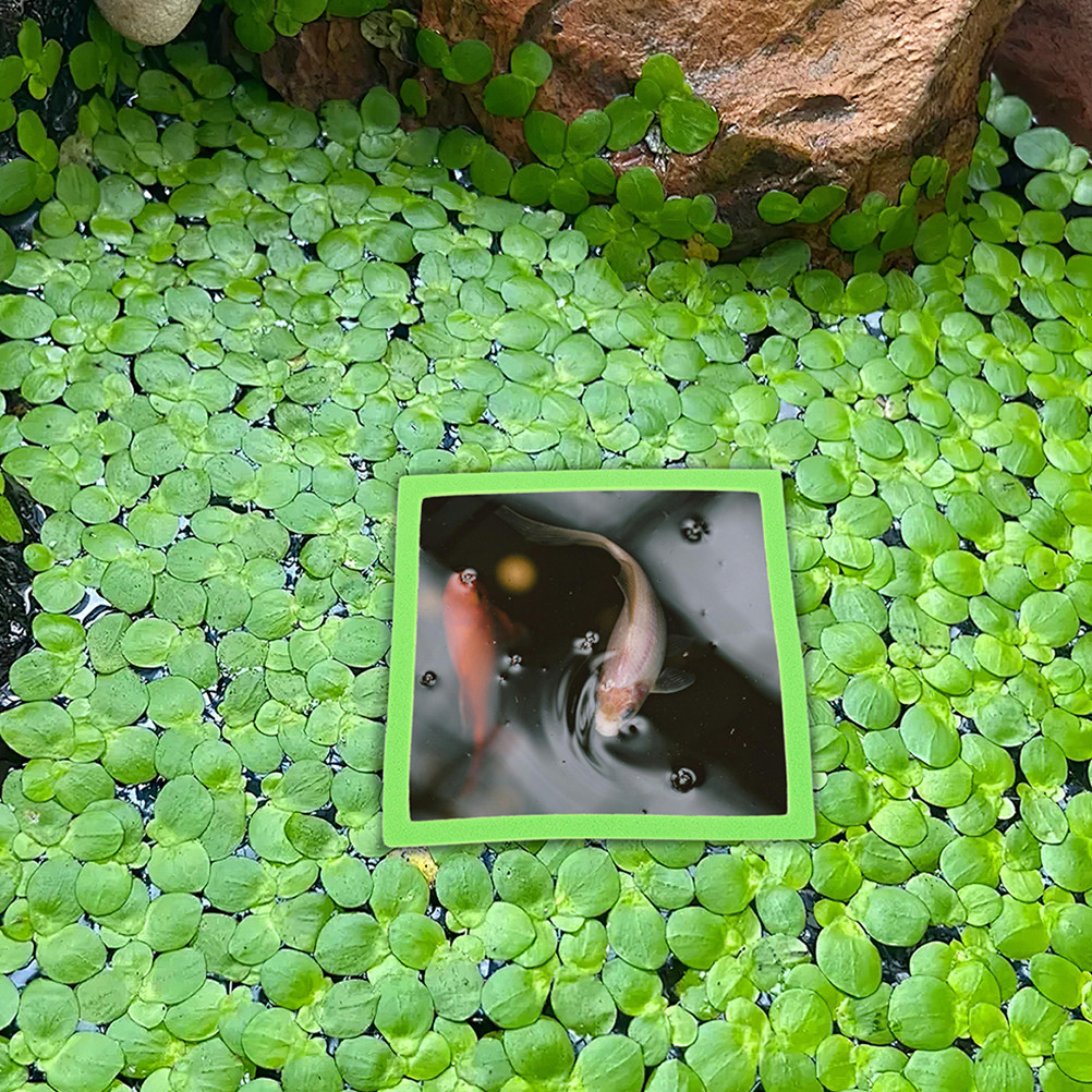 10 Anillos Flotantes para Acua - Planted Aquarium Betta reseña y precio