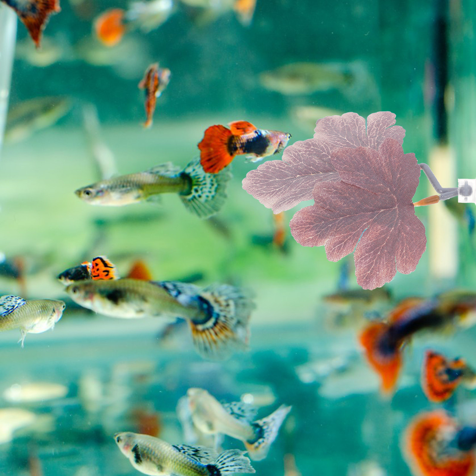 Hamaca de hoja artificial para - Planted Aquarium Betta reseña y precio